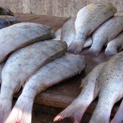 Fet fisk kan minska allergier hos barn