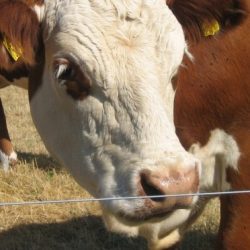 Teknik kan ta jordbruket halva vägen till klimatmålen
